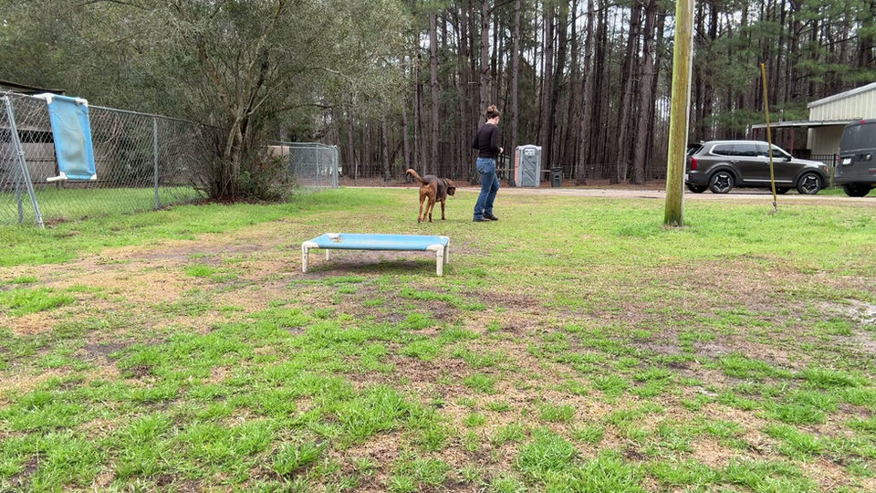 savannah-dog-training-15